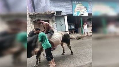 Case of a young man sitting on a bull in Badaun s Bilsi went viral