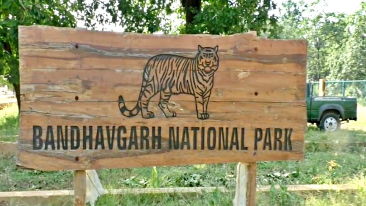 Bandhavgarh Tiger Reserve: Deaths due to tiger attacks are not stopping in Bandhavgarh, Tger again took a life
