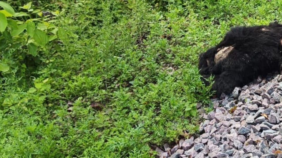Bear dies after being hit by Mailani passenger train in Dudhwa
