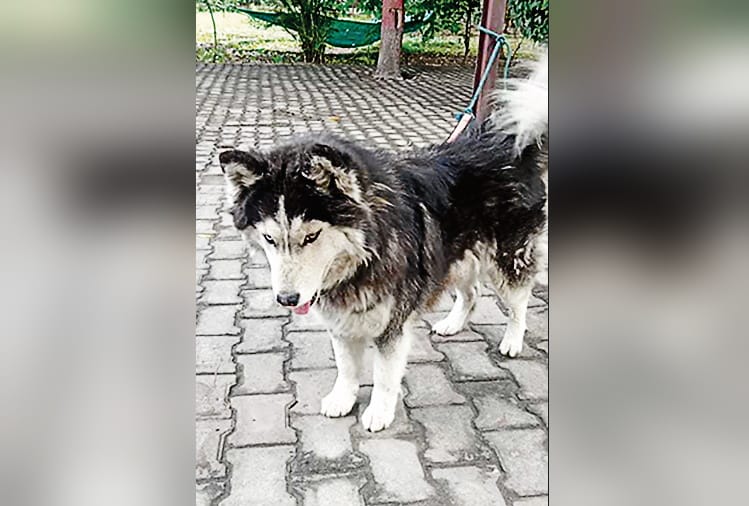 commissioners dog stolen in Meerut,