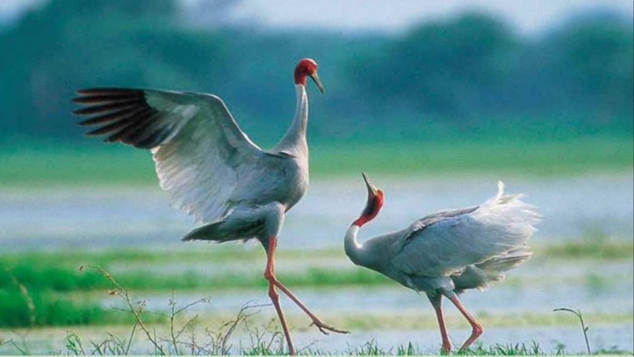 forest department sent a proposal to the headquarters for the stork conservation project