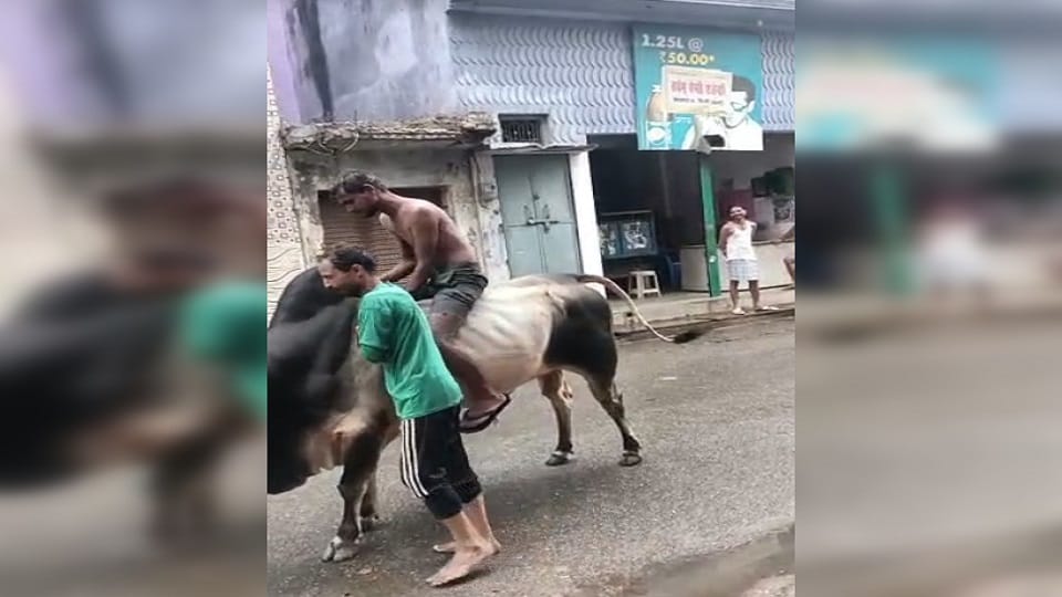 Case of a young man sitting on a bull in Badaun s Bilsi went viral