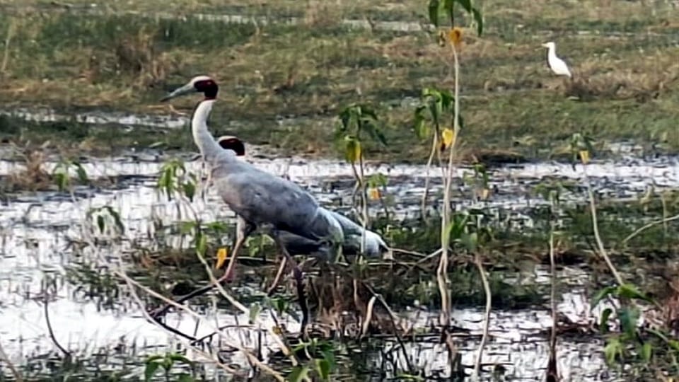 Stork count completed in Dudhwa