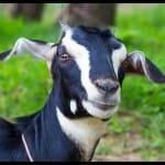 chhattisgarh interesting news