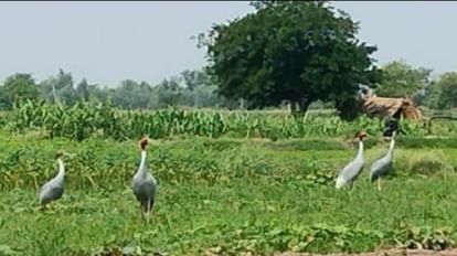 Agra News: कीठम में एक दशक बाद फिर दिखा सारस, किरावली में सबसे ज्यादा आए नजर Stork seen again after ten years in Keetham seen most in Kirawali