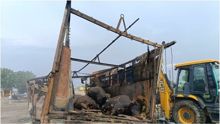 Rajasthan: जयपुर-अजमेर हाईवे पर 3 ट्रकों में लगी भीषण आग, दो लोगों समेत 12 से ज्यादा मवेशी जिंदा जले Fierce fire in 3 trucks on Jaipur-Ajmer highway more than 12 cattle including two people burnt alive