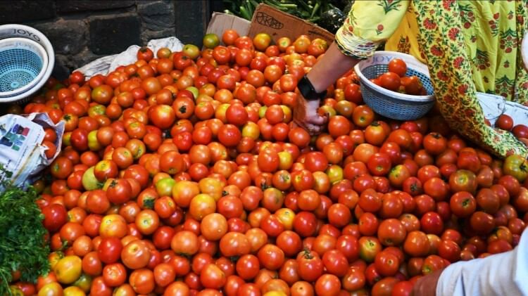 Tomatoes prices started decreasing, reached Rs 30 per kg in Meerut