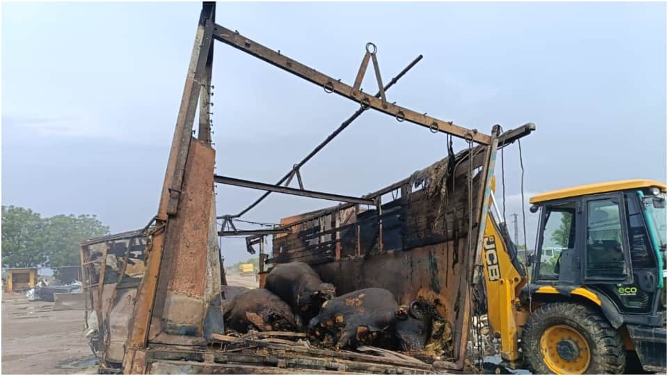Fierce fire in 3 trucks on Jaipur-Ajmer highway more than 12 cattle including two people burnt alive