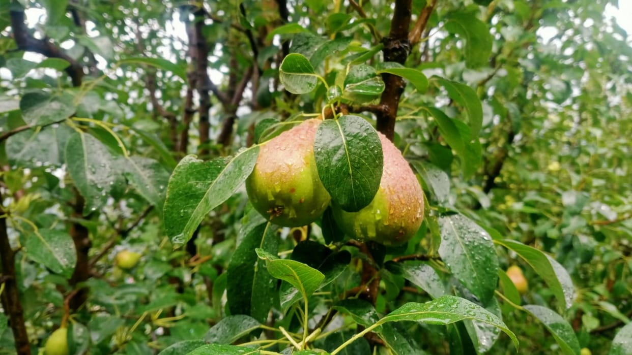 Himachal News : pear crop get bumper price 110 rupees per kg
