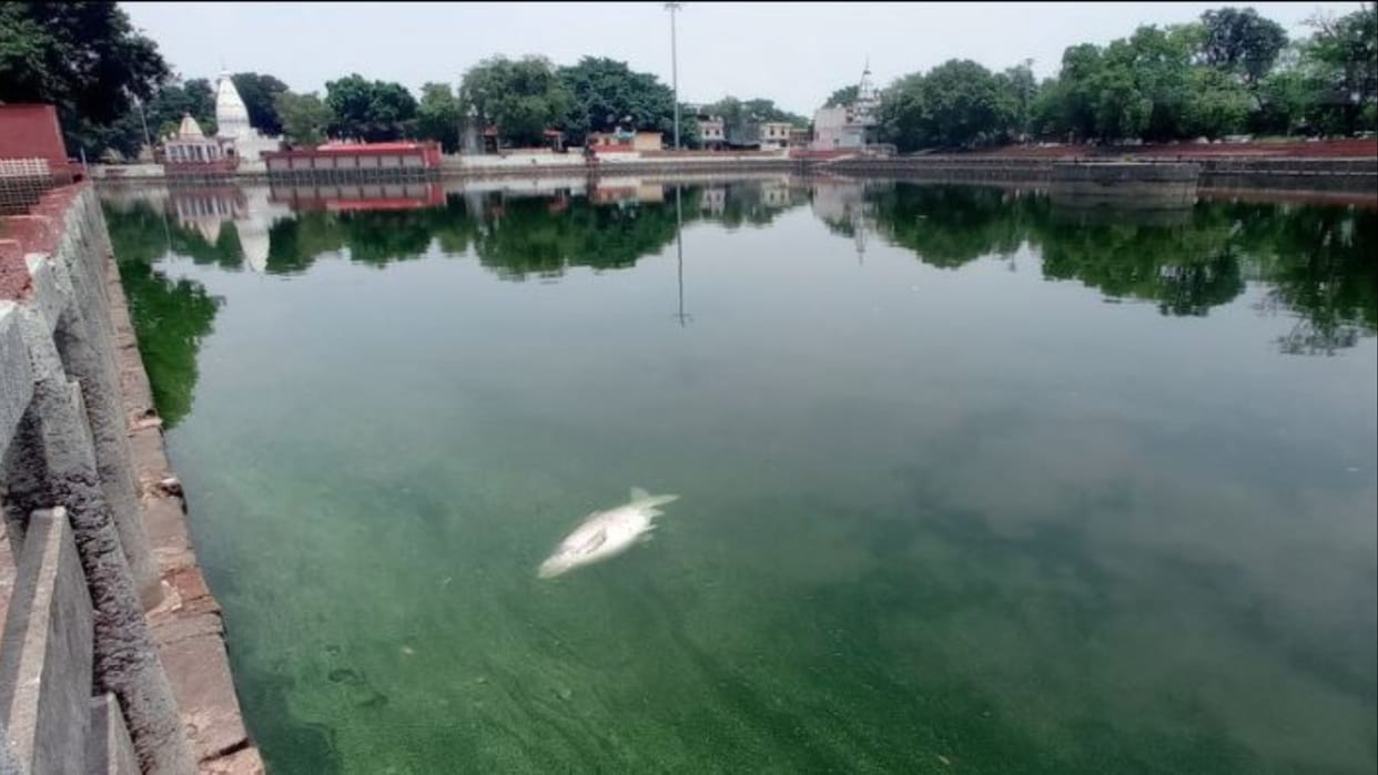 Kurukshetra: Fishes died due to increase in pH value of water in Sannihit Sarovar