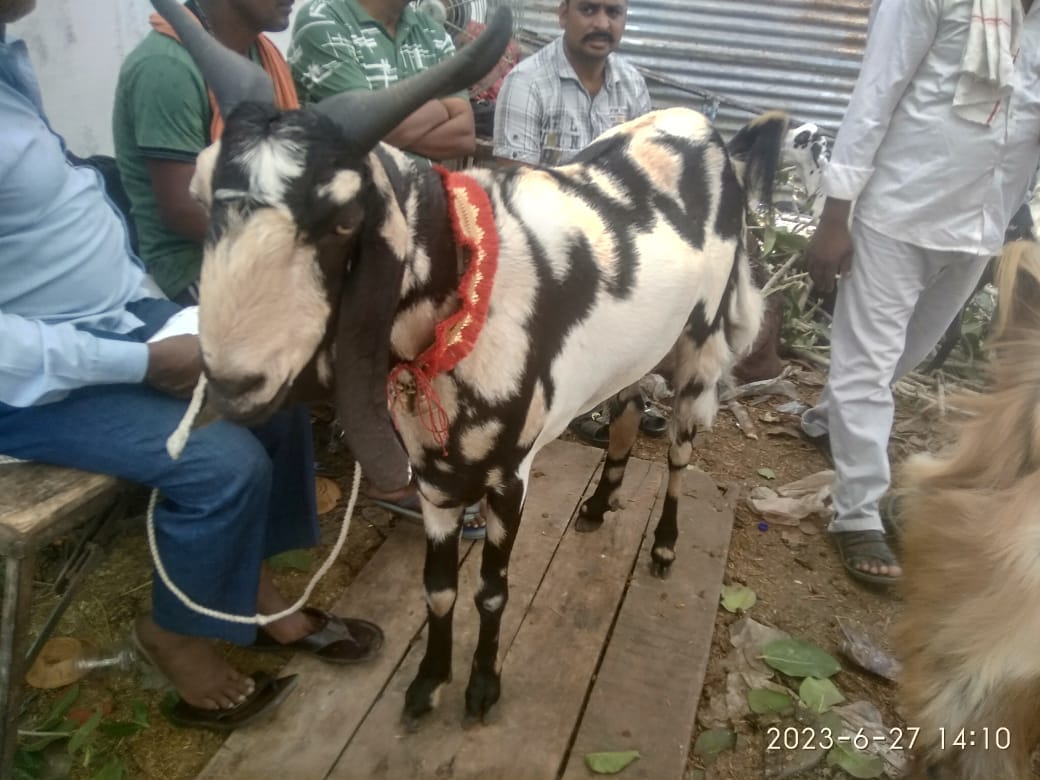 Bakrid 2023: Goat written Allah and Mohammad came in the market, drinks 100 grams of ghee and frutti daily, ea