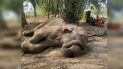 jaipalpar elephant Madhumati died in gorakhpur