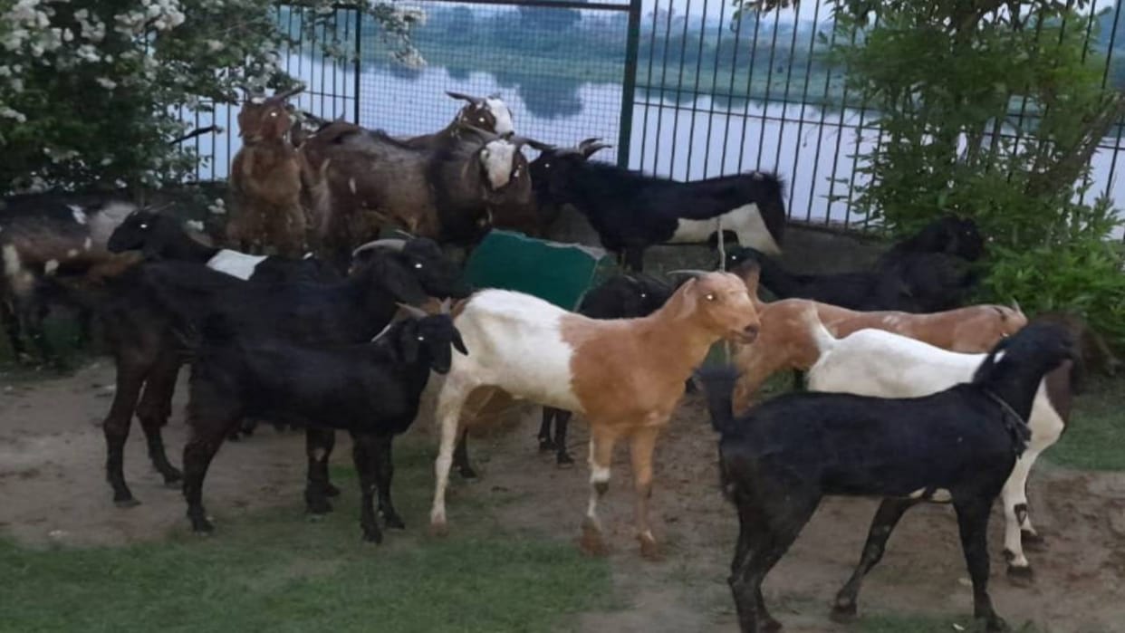 people of Jain community saved lives by buying about dozen goats On Bakrid in Agra