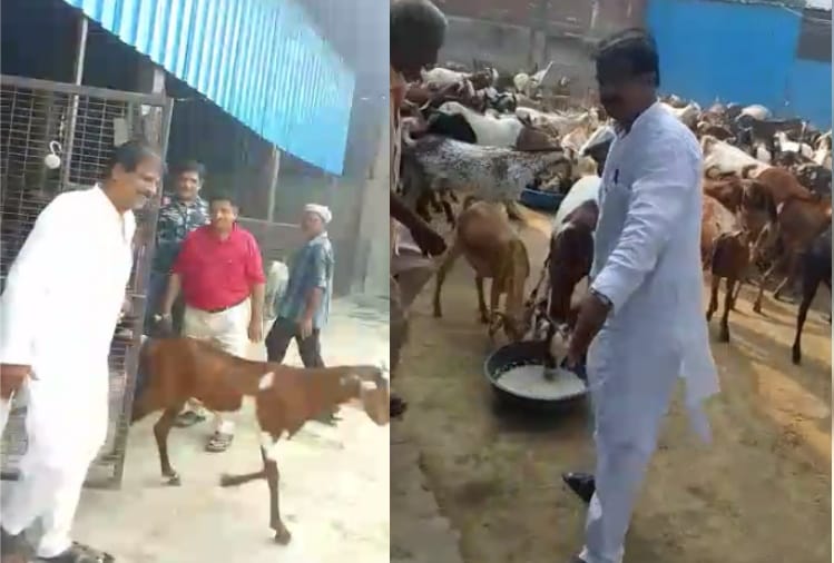 Baghpat: animal love seen on Bakrid, Jain society gave new life to 250 goats, save from sacrifice