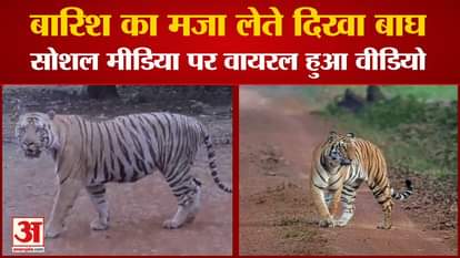 Bandhavgarh Tiger Reserve: Tiger seen enjoying the rain in the forest adjacent to the village