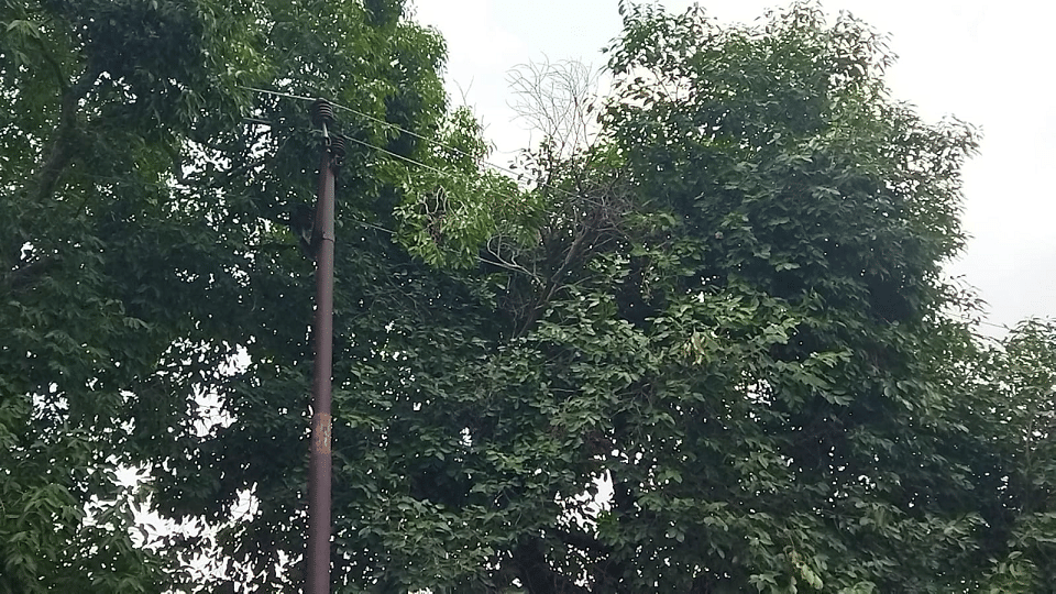 Young man climbed on a tree to pluck berries, died due to high tension line