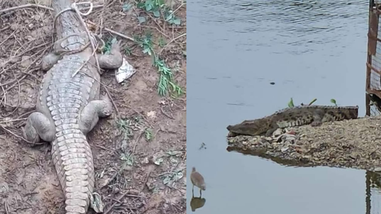 Mandsaur News: 11 feet long crocodile found in well in  released in Chambal river along with 35 children