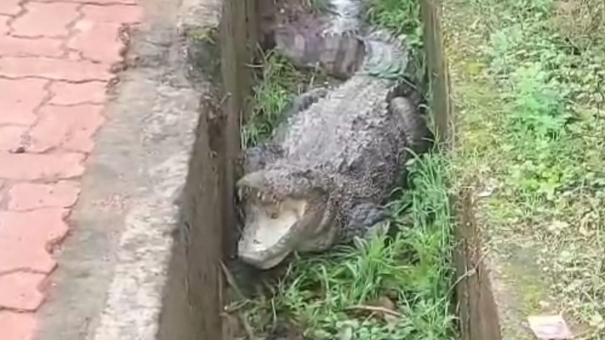 Kanpur Dehat : Two crocodiles seen in Karaundhiya drain, farmers are afraid of attack
