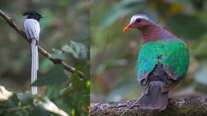 World Rainforest Day: Do you know about Goa, Western beach and Wildlife