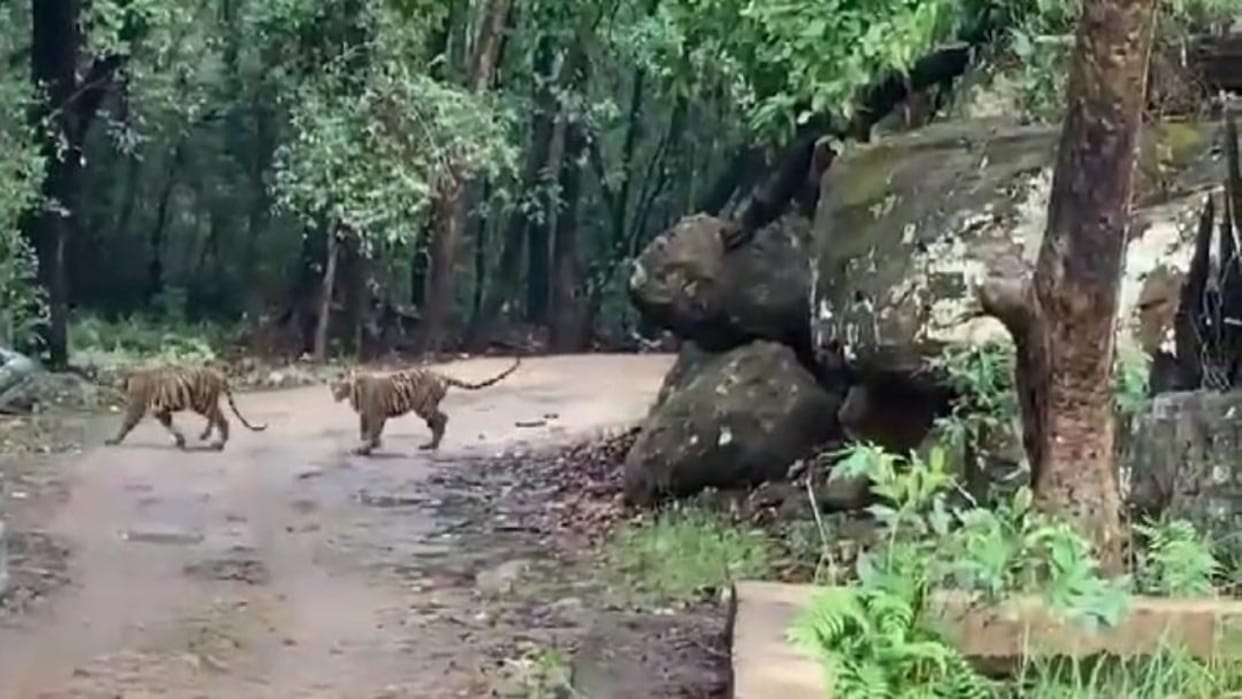 Umaria News Chakradhara tigress suddenly appeared after jumping from the cliff