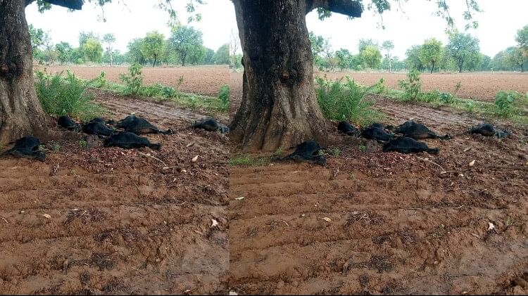 Chhatarpur: Nine goats standing under a tree died due to lightning, dead bodies buried in the ground after PM