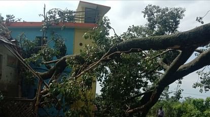 Mandi News: मकान पर गिरी पेड़ की टहनी, एक घायल, राजस्व विभाग मौके पर पहुंचा Himachal News: Tree fall house damaged one injured in Mandi Himachal Pradesh