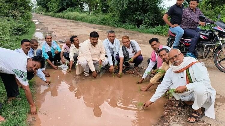 Hathras News: सड़क के गड्ढे में भरा बारिश का पानी, ग्रामीणों ने उसमें लगा दिए धान, ऐसा करने की यह है वजह