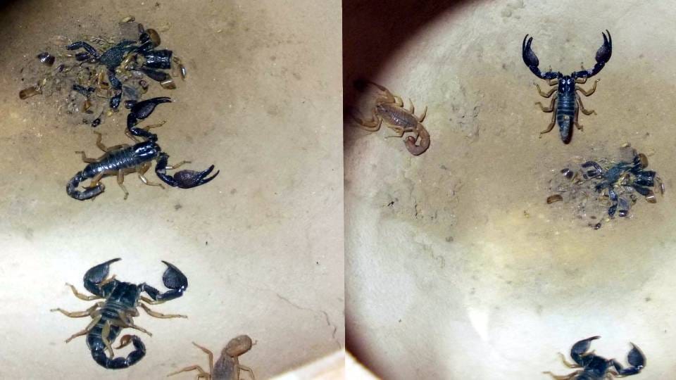 policemen are not afraid of miscreants but of scorpions in mansukhpura police station at Agra