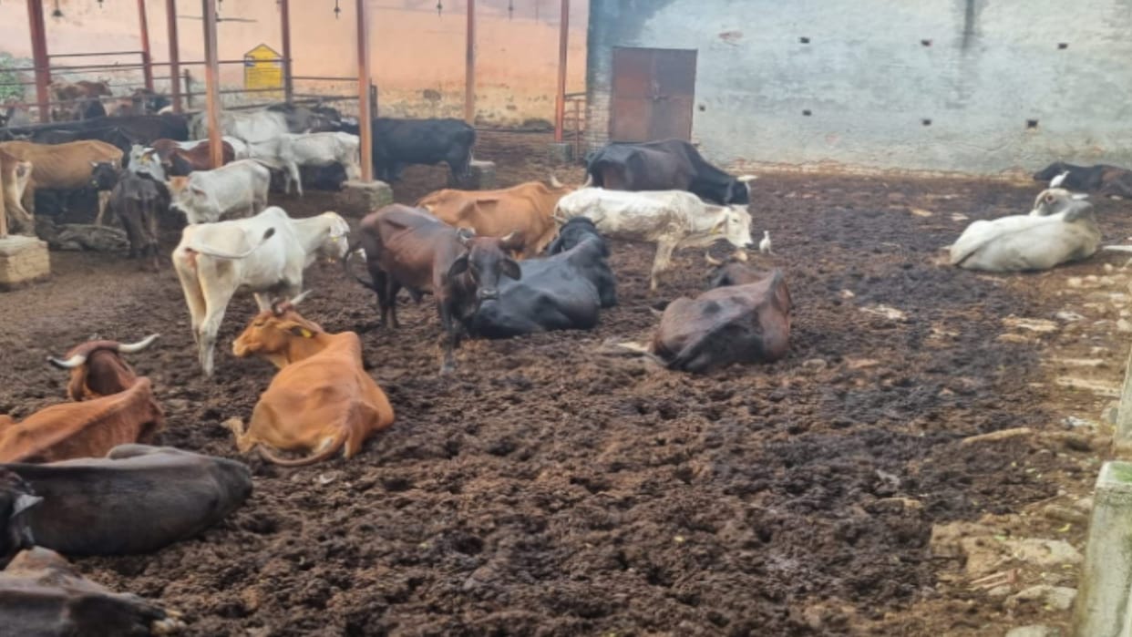 Baghpat: CDO did surprise inspection, stopped salary of Gram Panchayat officer after dirt was found in cowshed