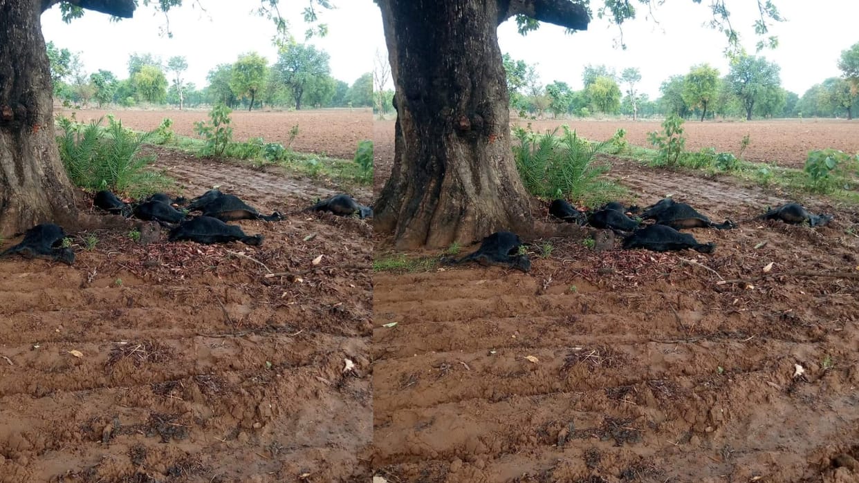 Chhatarpur: Nine goats standing under a tree died due to lightning, dead bodies buried in the ground after PM