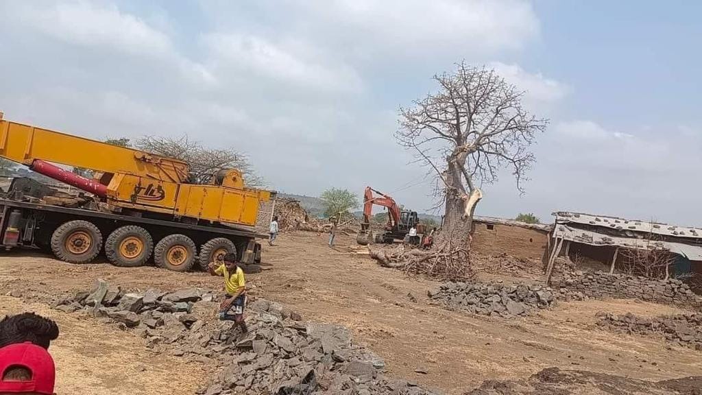 Khurasani Imli tree mandu dhar benefits transplantation protest