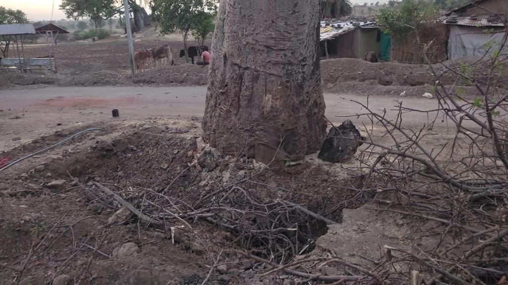 Khurasani Imli tree mandu dhar benefits transplantation protest