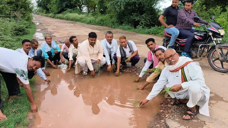 Rain water filled in the pit of the road, the villagers planted paddy in it