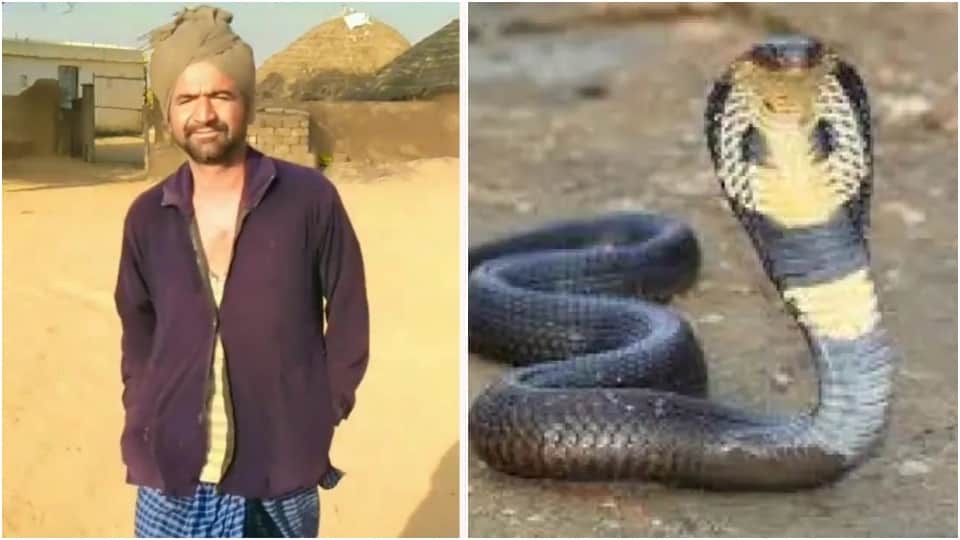 snake bites same person twice in 6 days death in second time Jaisalmer News