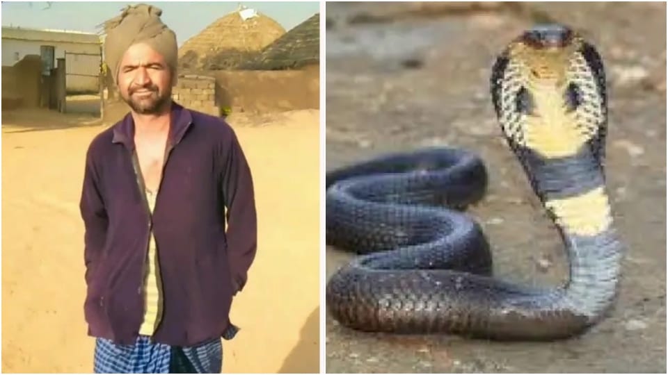 snake bites same person twice in 6 days death in second time Jaisalmer News