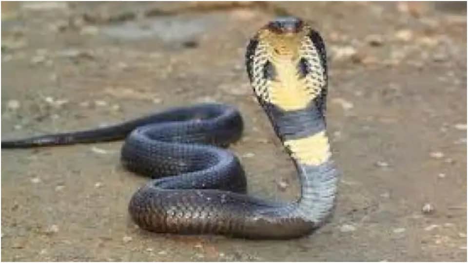 snake bites same person twice in 6 days death in second time Jaisalmer News