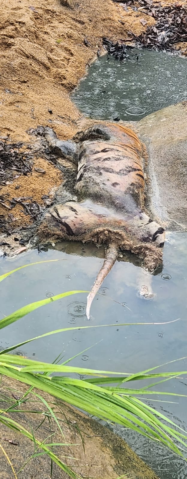 MP News: Tiger hunted in Satpura tiger reserve, head and private parts taken, CBI inquiry demanded