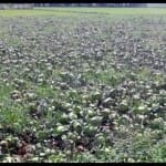 Firozabad News: बारिश से खराब सब्जी की फसल