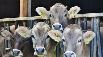 Seers in Karnataka oppose repeal of anti-conversion, cow slaughter laws