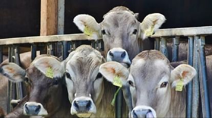 Karnataka: संतों ने धर्मांतरण-गोहत्या विरोधी कानूनों को रद्द करने का किया विरोध, राज्यपाल को सौंपेंगे ज्ञापन Seers in Karnataka oppose repeal of anti-conversion, cow slaughter laws