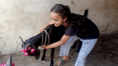 Bareilly Police found the stolen goat in five hours