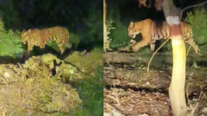 Tiger Spot on the road after killed farmer in Pilibhit