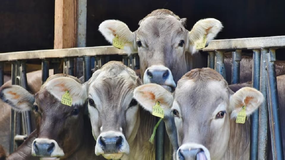 Seers in Karnataka oppose repeal of anti-conversion, cow slaughter laws