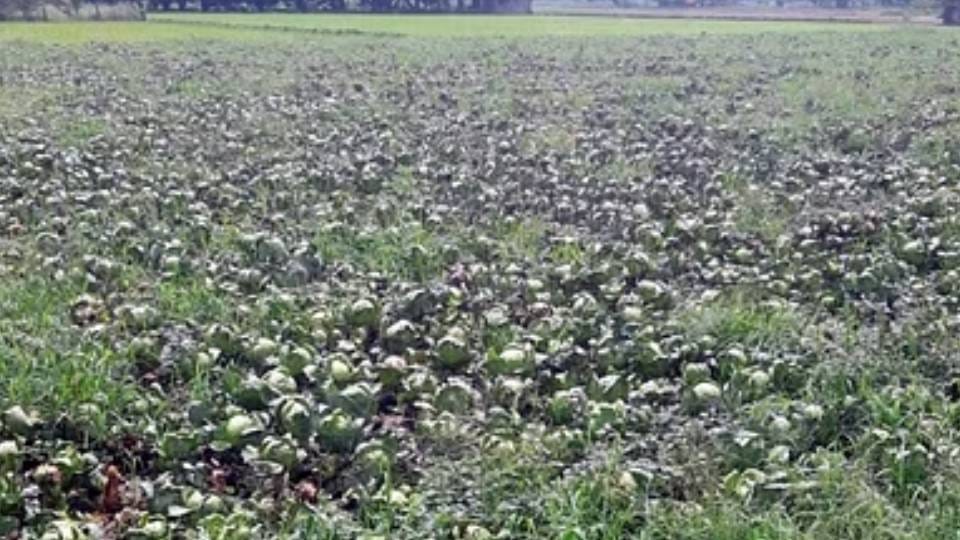 crop of vegetables has been damaged Due to rain in Firozabad due to which farmers have suffered huge losses
