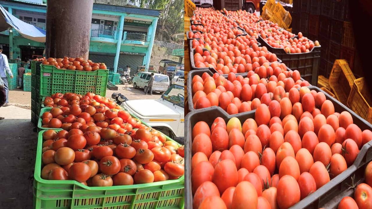 Heemsohna variety of tomato got record breaking price of Rs 92 per kg in Solan mandi