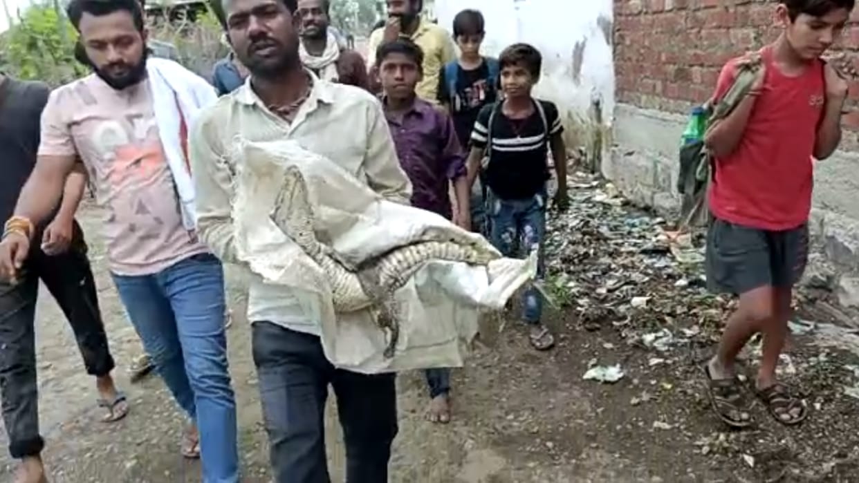 Sagar: A four foot tall crocodile entered the house as soon as the river and drain overflowed, the family memb