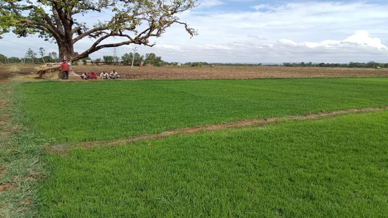 Respite from rain, 89% sowing of Kharif crop done, need of good rain now