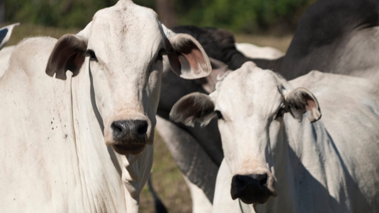Second largest cow research center of India to be built in Sonipat