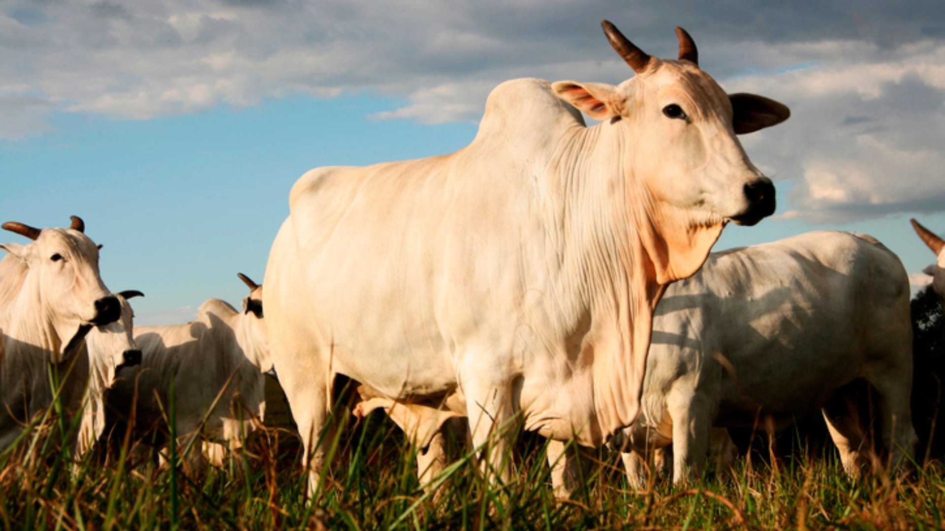 Rajasthan Government Providing Subsidy For Fencing Agriculture Field Under Tarbandi Yojana