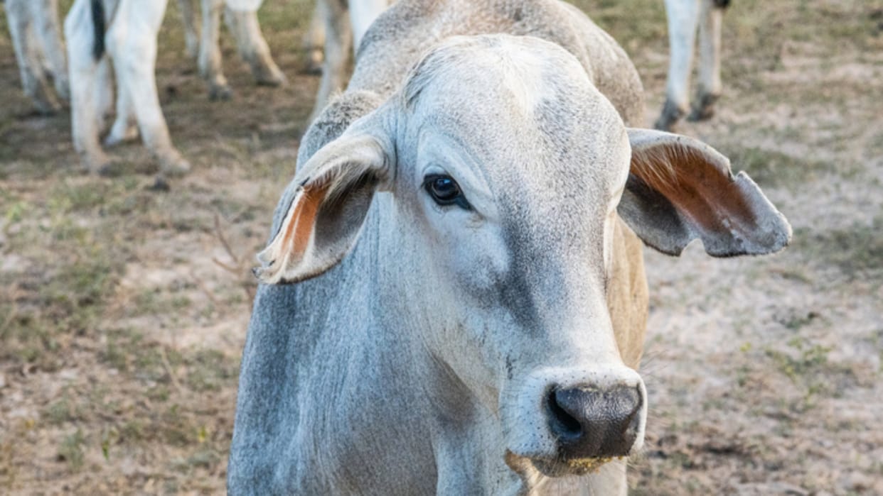 13 animals died in cattle house in nagram in Lucknow.